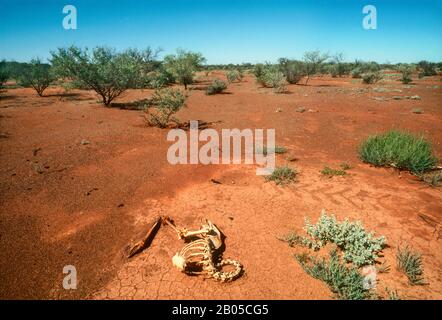 Bleached bones of emu skeleton in parched  drought ridden desert, outback, Central Australia Stock Photo