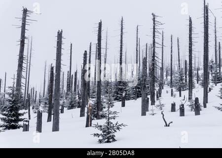 Norway spruce (Picea abies), forest dieback at mountain Grosser Rachel in winter, Germany, Bavaria, Bavarian Forest National Park Stock Photo