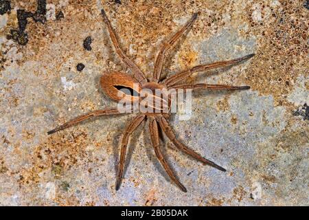 Running scrab spider (Thanatus formicinus), top view, Germany Stock Photo