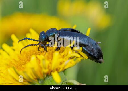 Oil beetle, Black oil beetle (Meloe proscarabaeus), sits on a dandelion flower with small fies on its back, Germany, Bavaria, Niederbayern, Lower Bavaria Stock Photo