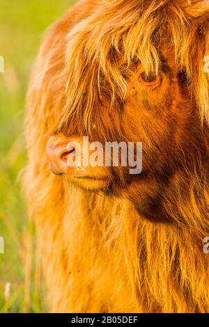 Scottish Highland Cattle, Kyloe, Highland cow, Heelan coo (Bos primigenius f. taurus), portrait, Netherlands, South Holland, Berkheide Stock Photo