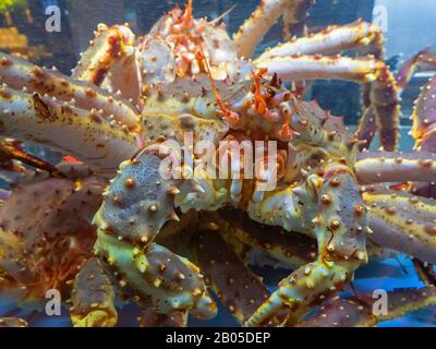 king crab, red king crab, Alaskan king crab, Alaskan king stone crab (Japanese crab, Kamchatka crab, Russian crab) (Paralithodes camtschaticus), King Crab in aquarium Stock Photo