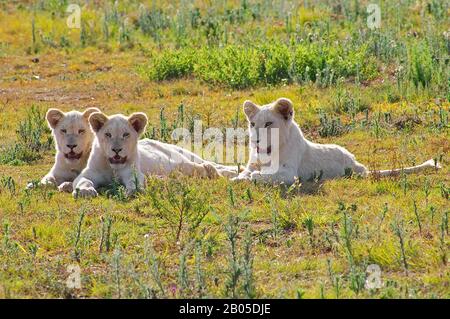 lion (Panthera leo), three white pups lying in grass, South Africa Stock Photo