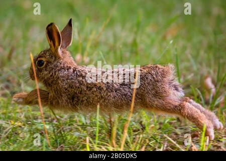 European hare, Brown hare (Lepus europaeus), little hare jumping over grass, side view, Germany, Bavaria, Niederbayern, Lower Bavaria Stock Photo