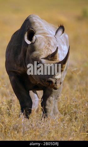 black rhinoceros, hooked-lipped rhinoceros, browse rhinoceros (Diceros bicornis), standing in the savannah, front view, Africa Stock Photo