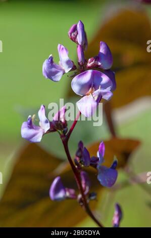 Hyacinth Bean (Lablab purpureus), blooming Stock Photo