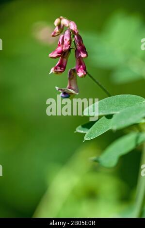 Pea Vetch, Pale-Flower Vetch (Vicia pisiformis), blooming, Germany Stock Photo