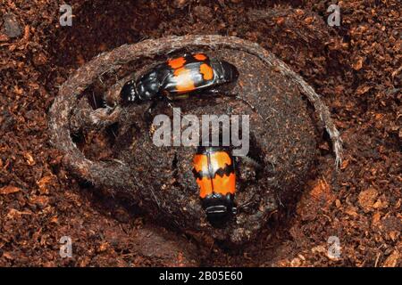 Burying Beetle (Necrophorus vespilloides, Nicrophorus vespilloides), larvae in kadaver, Germany Stock Photo