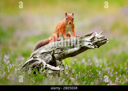 European red squirrel, Eurasian red squirrel (Sciurus vulgaris), sits on a  tree snag, Switzerland Stock Photo