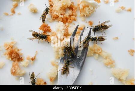 polistine wasps (Polistinae), Wasps on dessert plate, Germany, Lower Saxony Stock Photo