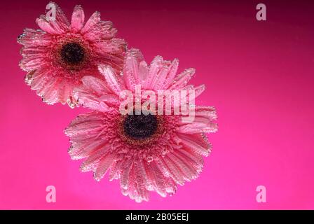 pink gerbera flowers, with air bubbles on the petals, under water, on a multi-colored background. March 8 concept. International Women's Day. Blue, ye Stock Photo