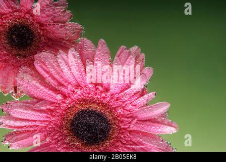 pink gerbera flowers, with air bubbles on the petals, under water, on a multi-colored background. March 8 concept. International Women's Day. Blue, ye Stock Photo