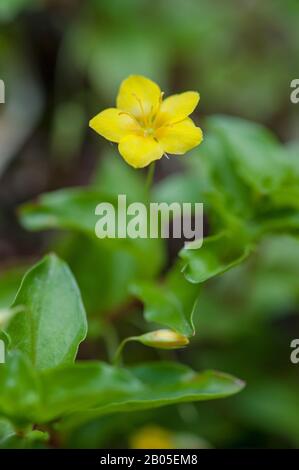 yellow pimpernel (Lysimachia nemorum), blooming, Germany Stock Photo