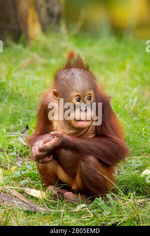 orang-utan, orangutan, orang-outang (Pongo pygmaeus), juvenile on a meadow, Netherlands Stock Photo