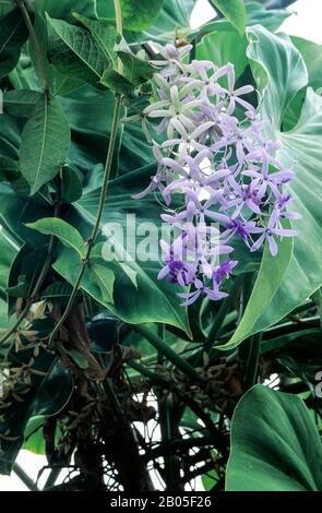 Petrea volubilis a climbing semi evergren perennial that has arching panicles of violet flowers in late winter and summer and is frost tender. Stock Photo