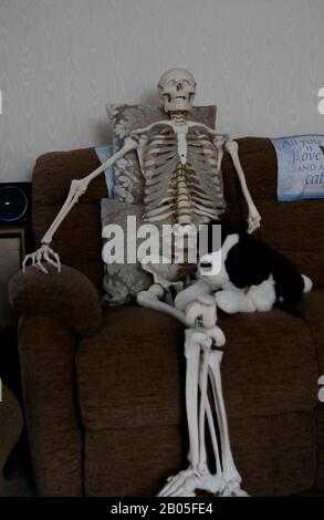 Skeleton sat on sofa with dog, Droitwich Spa, England, United Kingdom, 8/02/2020,  Skeleton sat on sofa with dog fun for halloween ideal for posters a Stock Photo