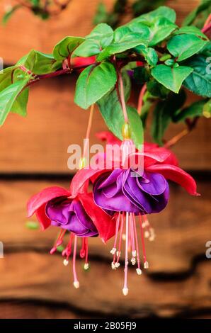Close up of Fuchsia Dark Eyes with two flowers in hanging basket. A double upright bush fuchsia that is deciduous perenniual and frost tender. Stock Photo