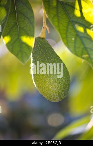 Close-up of an avocado in development and ripening phase along with some of the avocado leaves on which it still depends Stock Photo