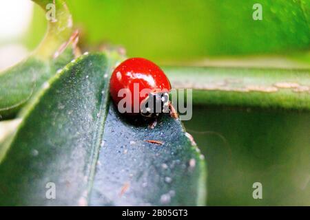 lady bug on a green leaf macro portrait Stock Photo