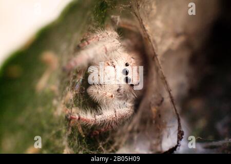 jumping spider on his net macro portrait Stock Photo