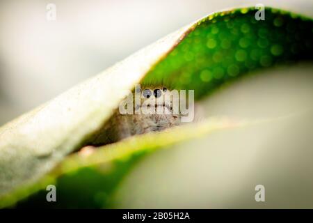 jumping spider on a green leaf macro portrait Stock Photo