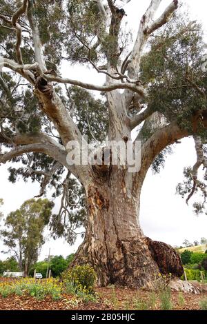 Ancient River Red Gum tree,Guildford, Victoria, Stock Photo