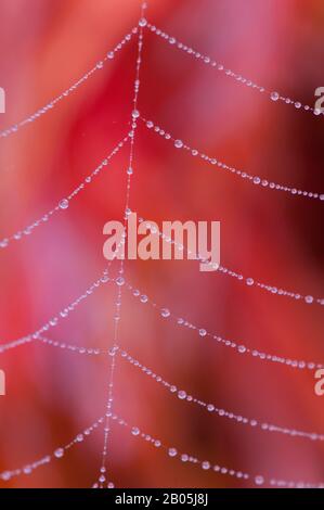 USA, WASHINGTON STATE, BELLEVUE, SPIDERWEB WITH DEW DROPS IN FRONT OF VIBRANT JAPANESE MAPLE TREE IN FALL Stock Photo
