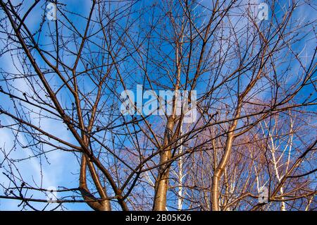 Bare Winter Cherry Tree With No Leaves Stock Photo Alamy