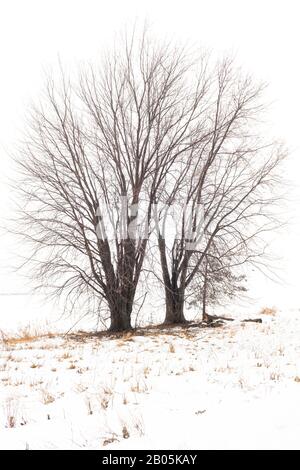 Maple tree on hillside in foggy weather, Winter, Eastern North America, by Dominique Braud/Dembinsky Photo Assoc Stock Photo