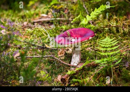 Colorful mushroom shrouding in the mossy grounds of the Scottish forest Stock Photo