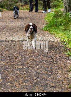 Dogs walking n the Devilla forest in the Kingdom of Fife in Scotland Stock Photo