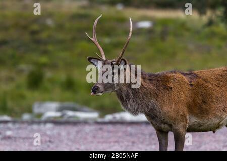 Close up of a young stag in the Scottish Highlands with a piece of velvet falling of his antlers Stock Photo