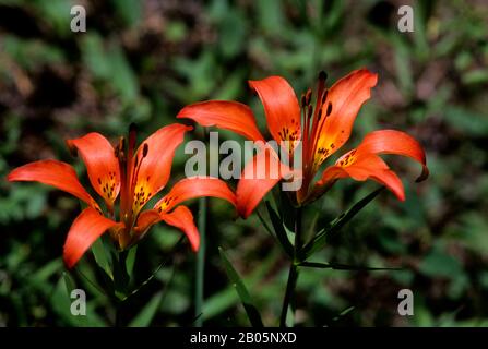 CANADA, ALBERTA, ROCKY MOUNTAINS, BANFF NATIONAL PARK, WESTERN WOOD LILY (Lilium philadelphicum) Stock Photo