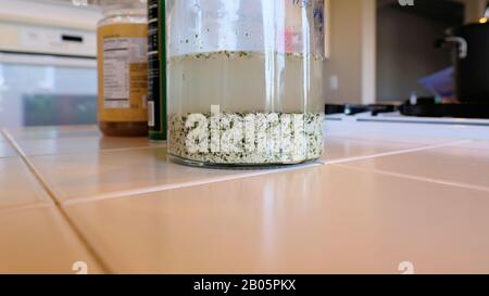 Hemp seed sprouting in water in a clear glass sprouting jar on a kitchen counter. Stock Photo