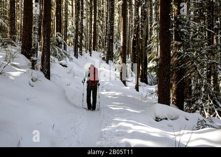 WA17170-00...WASHINGTON -  Hiker on the Tiger Mountain Trail in the Issaquah Alps. (MR# S1) Stock Photo