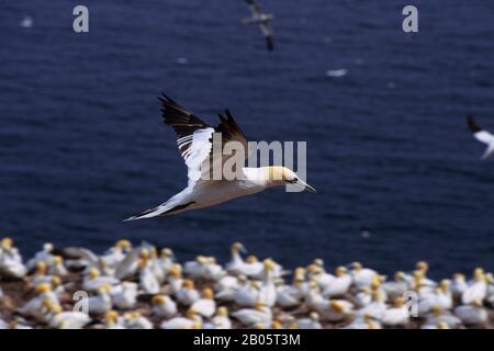 CANADA, QUEBEC, GASPE, BONAVENTURE IS., GANNETS, GANNET FLYING OVER COLONY Stock Photo