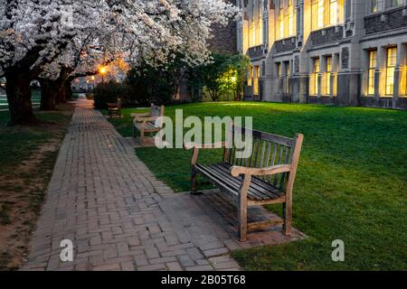 WA17181-00...WASHINGTON - Cherry trees in bloom near the Smith Building at the University Of Washington in Seattle. Stock Photo