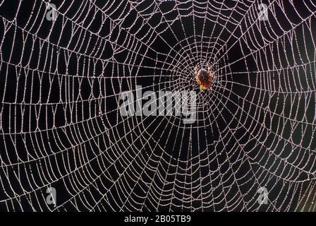 USA, WASHINGTON, GARDEN SPIDER IN SPIDER WEB, DEW DROPS EARLY MORNING Stock Photo