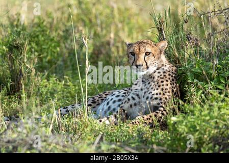 Pregnant Cheetah with ears back Stock Photo