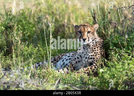 Pregnant Cheetah checking out the safari vehicles Stock Photo