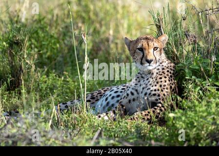 Pregnant Cheetah looking backwards Stock Photo