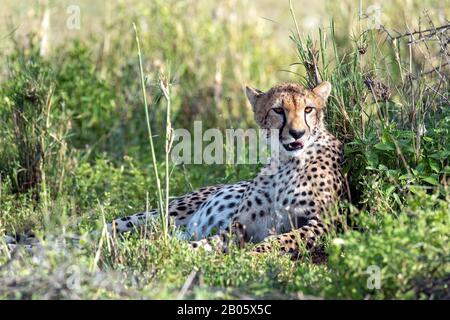 Pregnant Cheetah showing off her belly Stock Photo