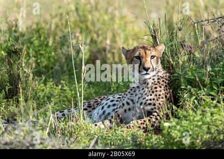 Pregnant Cheetah enjoying the early morning sun Stock Photo