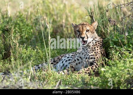 Pregnant Cheetah yawning Stock Photo