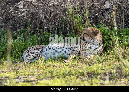 Pregnant Cheetah hiding in plain sight Stock Photo