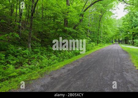Gravel road through forest of deciduous trees and Pteridophyta - Fern plants in late spring leading to the Domaine Joly-De Lotbiniere Estate Garden. Stock Photo
