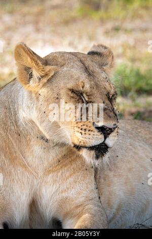 Lioness being annoyed by so many flies in her eyes Stock Photo