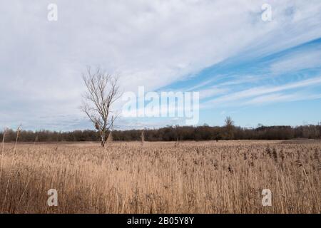 Tree Versus Reed Reed grass and a tree stands against a blue-white sky. Loot of reed ...