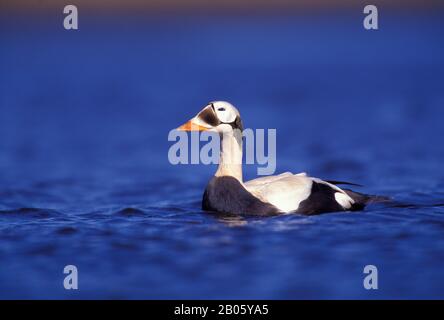 USA, ALASKA, YUKON DELTA, HOCK SLOUGH CAMP AREA, SPECTACLED EIDER DUCKS, MALE (DRAKE) SWIMMING Stock Photo