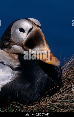 USA, ALASKA, YUKON DELTA, HOCK SLOUGH CAMP AREA, SPECTACLED EIDER DUCKS, MALE (DRAKE), PORTRAIT Stock Photo